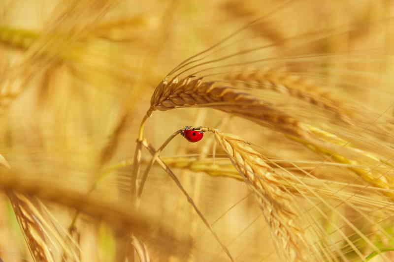 coccinella nei campi di grano in Puglia